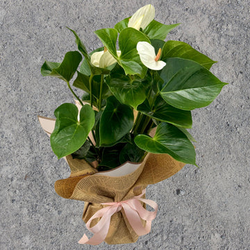 Anthurium Pot Plant