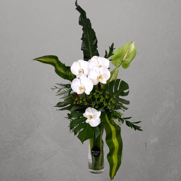 white orchids arrangement